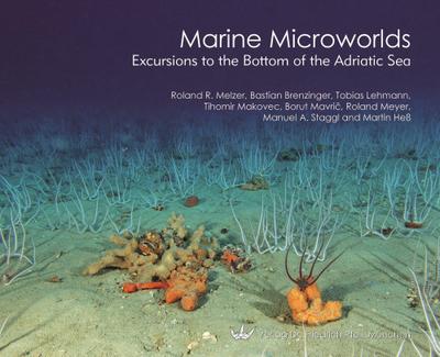 Marine Microworlds