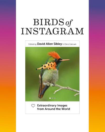 Birds of Instagram