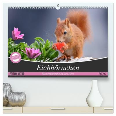 Eichhörnchen Momentaufnahmen fürs Herz (hochwertiger Premium Wandkalender 2026 DIN A2 quer), Kunstdruck in Hochglanz