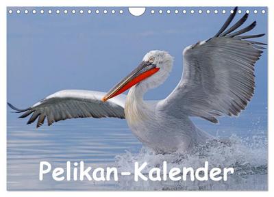 Pelikan-Kalender (Wandkalender 2024 DIN A4 quer), CALVENDO Monatskalender