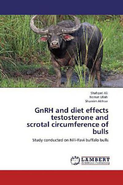 GnRH and diet effects testosterone and scrotal circumference of bulls