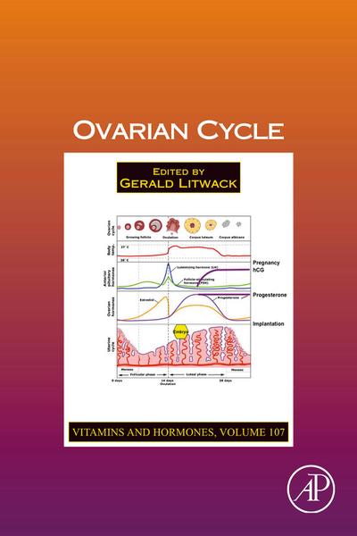 Ovarian Cycle