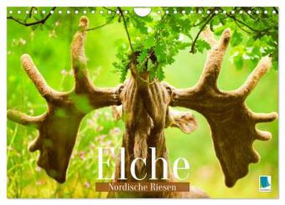 Elche: Nordische Riesen (Wandkalender 2026 DIN A4 quer), CALVENDO Monatskalender