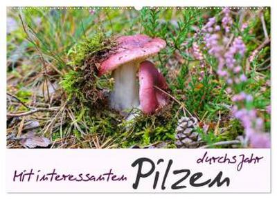 Mit interessanten Pilzen durchs Jahr (Wandkalender 2026 DIN A2 quer), CALVENDO Monatskalender