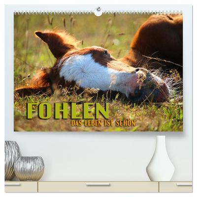 Fohlen - das Leben ist schön (hochwertiger Premium Wandkalender 2024 DIN A2 quer), Kunstdruck in Hochglanz