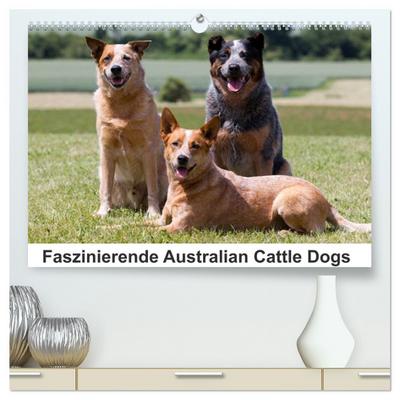 Faszinierende Australian Cattle Dogs (hochwertiger Premium Wandkalender 2024 DIN A2 quer), Kunstdruck in Hochglanz