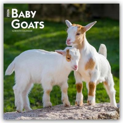 Baby Goats - Ziegenbabys 2026 - 16-Monatskalender