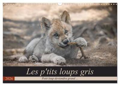 Les p’tits loups gris (Calendrier mural 2026 DIN A3 vertical), CALVENDO calendrier mensuel