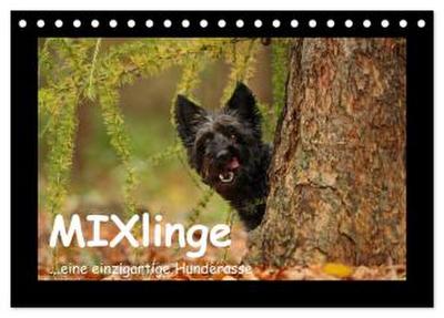 MIXlinge (Tischkalender 2026 DIN A5 quer), CALVENDO Monatskalender