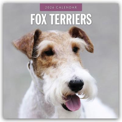 Fox Terriers - Foxterrier 2026 - 16-Monatskalender