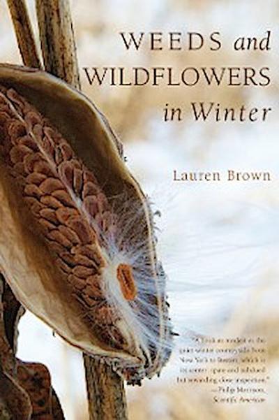 Weeds and Wildflowers in Winter