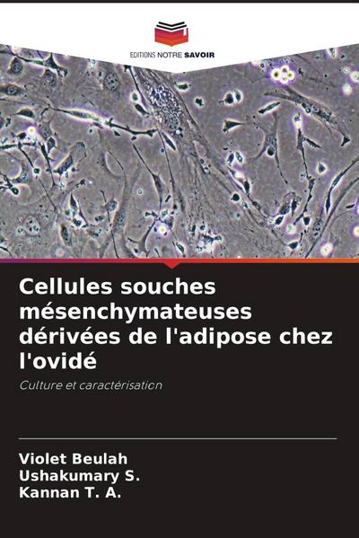 Cellules souches mésenchymateuses dérivées de l’adipose chez l’ovidé