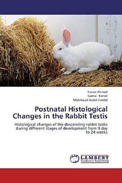 Postnatal Histological Changes in the Rabbit Testis