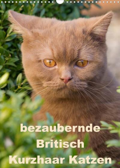 bezaubernde Britisch Kurzhaar Katzen (Wandkalender 2023 DIN A3 hoch)