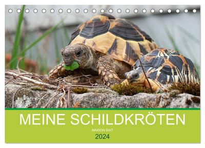 Meine Schildkröten (Tischkalender 2024 DIN A5 quer), CALVENDO Monatskalender
