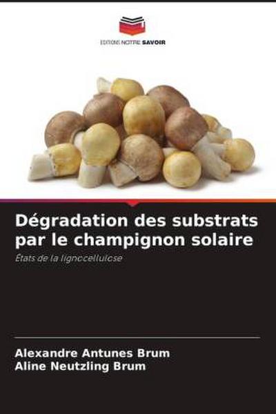 Dégradation des substrats par le champignon solaire