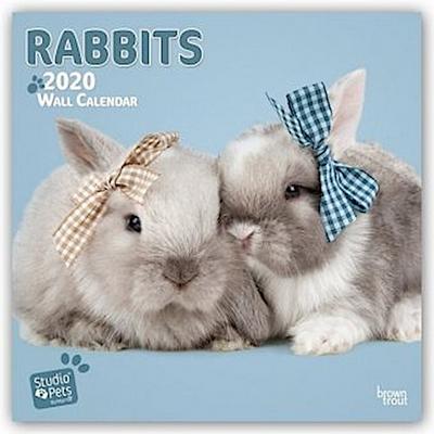 Rabbits - Kaninchen 2020