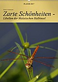 Zarte Schönheiten - Libellen der Malaiischen Halbinsel / Planer (Wandkalender 2017 DIN A2 hoch) - Bianca Schumann
