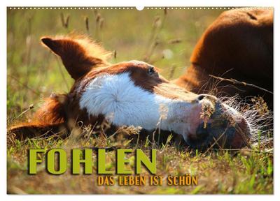 Fohlen - das Leben ist schön (Wandkalender 2024 DIN A2 quer), CALVENDO Monatskalender