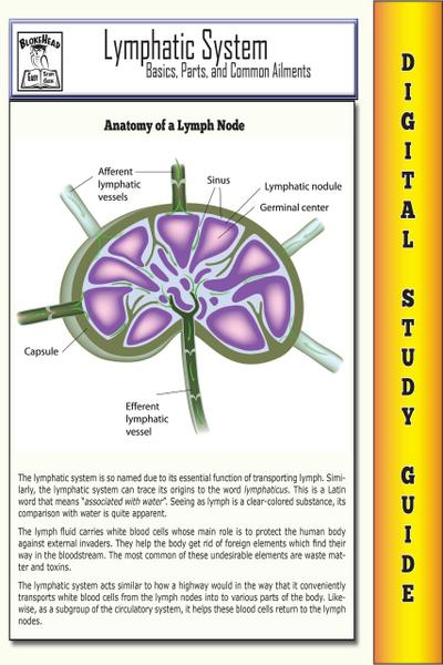 Lymphatic System ( Blokehead Easy Study Guide)