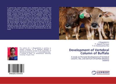 Development of Vertebral Column of Buffalo