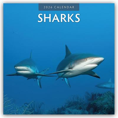 Sharks - Haie 2026 - 16-Monatskalender