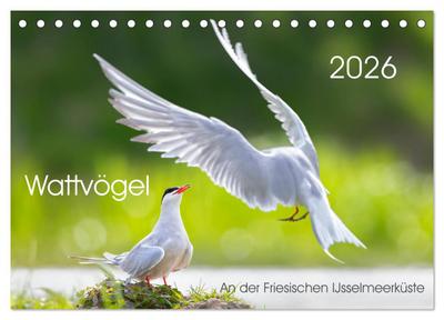 Wattvögel an der Friesischen IJsselmeerküste (Tischkalender 2026 DIN A5 quer), CALVENDO Monatskalender