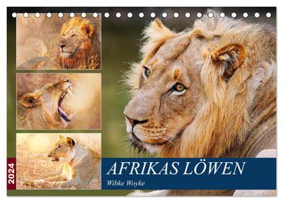 Afrikas Löwen 2024 (Tischkalender 2024 DIN A5 quer), CALVENDO Monatskalender