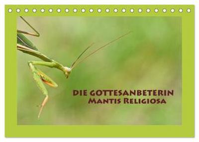 Die Gottesanbeterin Mantis Religiosa (Tischkalender 2026 DIN A5 quer), CALVENDO Monatskalender