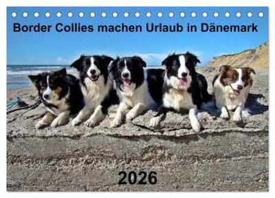 Border Collies machen Urlaub in Dänemark (Tischkalender 2026 DIN A5 quer), CALVENDO Monatskalender