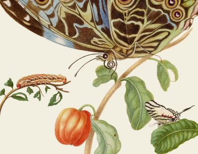 Merian Gästebuch         *