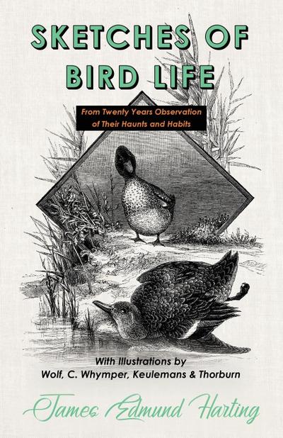 Sketches of Bird Life - From Twenty Years Observation of Their Haunts and Habits - With Illustrations by Wolf, C. Whymper, Keulemans, and Thorburn
