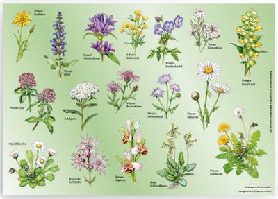 Tischset "Wiesenblumen"