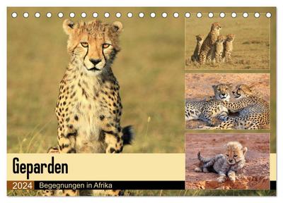 Geparden - Begegnungen in Afrika (Tischkalender 2024 DIN A5 quer), CALVENDO Monatskalender