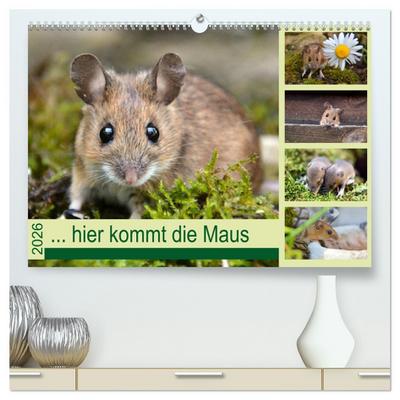 ... hier kommt die Maus ... (hochwertiger Premium Wandkalender 2026 DIN A2 quer), Kunstdruck in Hochglanz