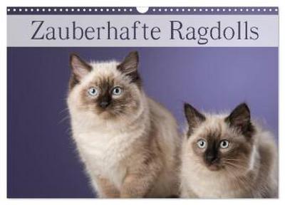 Zauberhafte Ragdolls / Geburtstagskalender (Wandkalender 2026 DIN A3 quer), CALVENDO Monatskalender