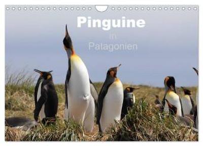 Pinguine in Patagonien (Wandkalender 2026 DIN A4 quer), CALVENDO Monatskalender