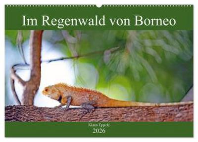 Im Regenwald von Borneo (Wandkalender 2026 DIN A2 quer), CALVENDO Monatskalender