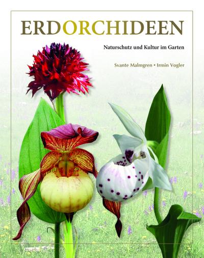 Erdorchideen 