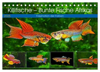 Killifische - Bunte Fische Afrikas (Tischkalender 2025 DIN A5 quer), CALVENDO Monatskalender