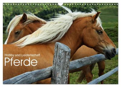 Pferde - Hobby und Leidenschaft (Wandkalender 2024 DIN A3 quer), CALVENDO Monatskalender