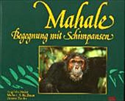 Mahale, Begegnung mit Schimpansen