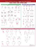 Travell, Simons & Simons Trigger Point Pain Patterns Wall Chart: Head, Neck, and Upper Limb