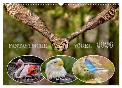 Fantastische Vögel (Wandkalender 2026 DIN A3 quer), CALVENDO Monatskalender