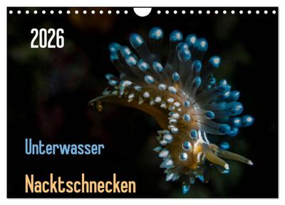 Unterwasser - Nacktschnecken 2026 (Wandkalender 2026 DIN A4 quer), CALVENDO Monatskalender