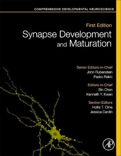 Synapse Development and Maturation