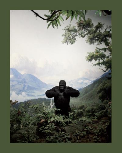 Zoology. Benvenuti nel regno animale