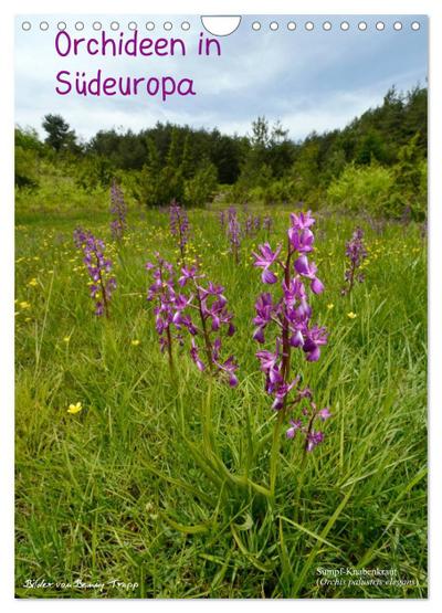 Orchideen in Südeuropa (Wandkalender 2025 DIN A4 hoch), CALVENDO Monatskalender