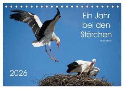 Ein Jahr bei den Störchen (Tischkalender 2026 DIN A5 quer), CALVENDO Monatskalender