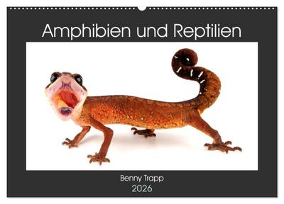 Amphibien und Reptilien (Wandkalender 2026 DIN A2 quer), CALVENDO Monatskalender